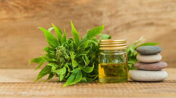 How Does CBD Support Weight Loss: All You Need to Know