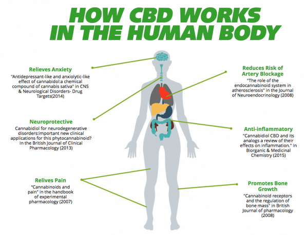 EFFECTS OF CBD ON HUMAN BEINGS