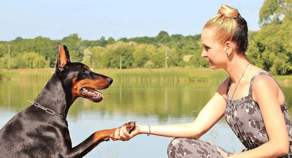 10 Surprising Facts about How to Use CBD Oil for Dogs