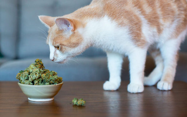 The Science Behind Giving CBD & Cannabis to Cats and Dogs